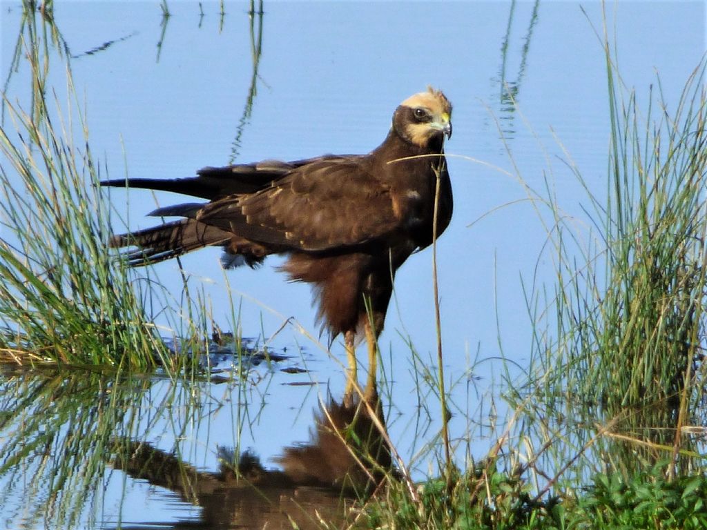 Falco di palude (Circus aeroginosus)